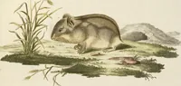 Picture 56 of 355 from (Tafelband 2): Theil 4 - 7 und Supplement 3 u. 4: Taf. CLXVI - CCCLXXXIV (1792), leaf 56