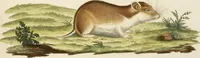 Picture 57 of 355 from (Tafelband 2): Theil 4 - 7 und Supplement 3 u. 4: Taf. CLXVI - CCCLXXXIV (1792), leaf 57