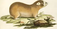 An illustration from (Tafelband 2): Theil 4 - 7 und Supplement 3 u. 4: Taf. CLXVI - CCCLXXXIV (1792)