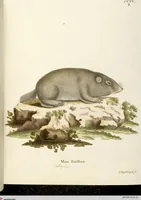 Picture 60 of 355 from (Tafelband 2): Theil 4 - 7 und Supplement 3 u. 4: Taf. CLXVI - CCCLXXXIV (1792), leaf 60