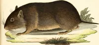 Picture 65 of 355 from (Tafelband 2): Theil 4 - 7 und Supplement 3 u. 4: Taf. CLXVI - CCCLXXXIV (1792), leaf 65