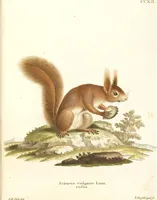 Picture 77 of 355 from (Tafelband 2): Theil 4 - 7 und Supplement 3 u. 4: Taf. CLXVI - CCCLXXXIV (1792), leaf 77