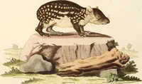 Picture 8 of 355 from (Tafelband 2): Theil 4 - 7 und Supplement 3 u. 4: Taf. CLXVI - CCCLXXXIV (1792), leaf 8