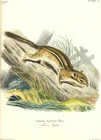 Picture 85 of 355 from (Tafelband 2): Theil 4 - 7 und Supplement 3 u. 4: Taf. CLXVI - CCCLXXXIV (1792), leaf 85