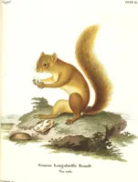 Picture 90 of 355 from (Tafelband 2): Theil 4 - 7 und Supplement 3 u. 4: Taf. CLXVI - CCCLXXXIV (1792), leaf 90
