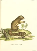 Picture 96 of 355 from (Tafelband 2): Theil 4 - 7 und Supplement 3 u. 4: Taf. CLXVI - CCCLXXXIV (1792), leaf 96