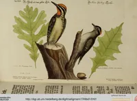 An illustration from (Band 1) (1749)