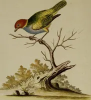 An illustration from (Band 1) (1749)