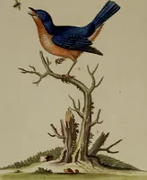 An illustration from (Band 1) (1749)