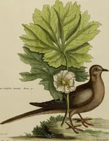 An illustration from (Band 1) (1749)