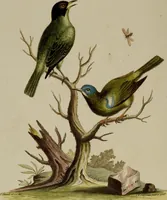 An illustration from (Band 1) (1749)