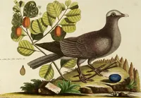 An illustration from (Band 1) (1749)