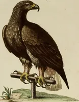 An illustration from (Band 1) (1749)