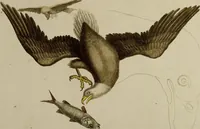 An illustration from (Band 1) (1749)