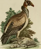 An illustration from (Band 1) (1749)