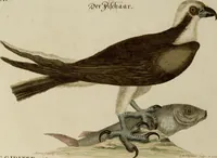 An illustration from (Band 1) (1749)