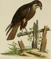 An illustration from (Band 1) (1749)