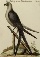 An illustration from (Band 1) (1749)