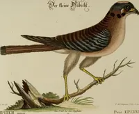 An illustration from (Band 1) (1749)