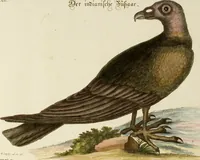 An illustration from (Band 1) (1749)