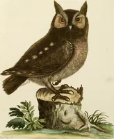 An illustration from (Band 1) (1749)