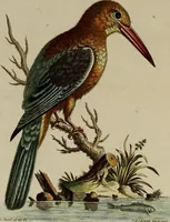 An illustration from (Band 1) (1749)