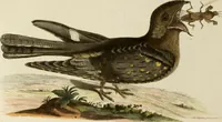 An illustration from (Band 1) (1749)