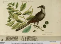 An illustration from (Band 1) (1749)