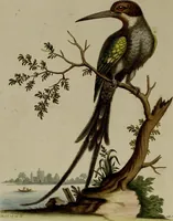 An illustration from (Band 1) (1749)