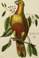 An illustration from (Band 1) (1749)