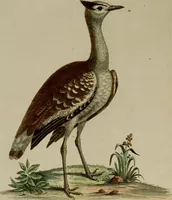 An illustration from (Band 1) (1749)
