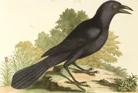 An illustration from (Band 1) (1749)
