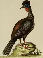 An illustration from (Band 1) (1749)