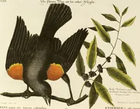 An illustration from (Band 1) (1749)