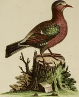 An illustration from (Band 1) (1749)