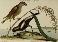 An illustration from (Band 1) (1749)