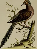 An illustration from (Band 1) (1749)