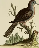 An illustration from (Band 1) (1749)