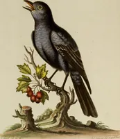 An illustration from (Band 1) (1749)