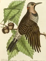 An illustration from (Band 1) (1749)