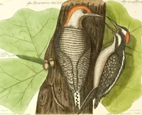An illustration from (Band 1) (1749)