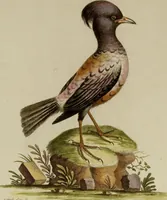 An illustration from (Band 1) (1749)
