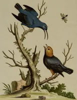 An illustration from (Band 1) (1749)