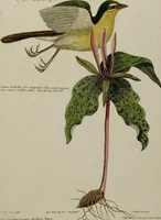 An illustration from (Band 2) (1751)