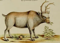 An illustration from (Band 2) (1751)