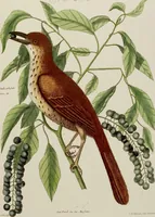 An illustration from (Band 2) (1751)