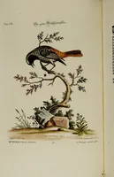 An illustration from (Band 2) (1751)