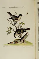 An illustration from (Band 2) (1751)