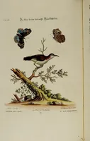 An illustration from (Band 2) (1751)