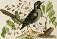 An illustration from (Band 2) (1751)